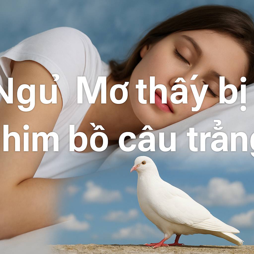Mơ thấy chim bồ câu trắng là điềm gì? Đánh số mấy
